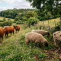 Biodiversitet i landbrug: Husdyrracers rolle