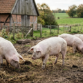 Dansk Landrace grise: Avl og bedste praksis