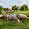 Fåreholding med danske racer: Komplet introduktion